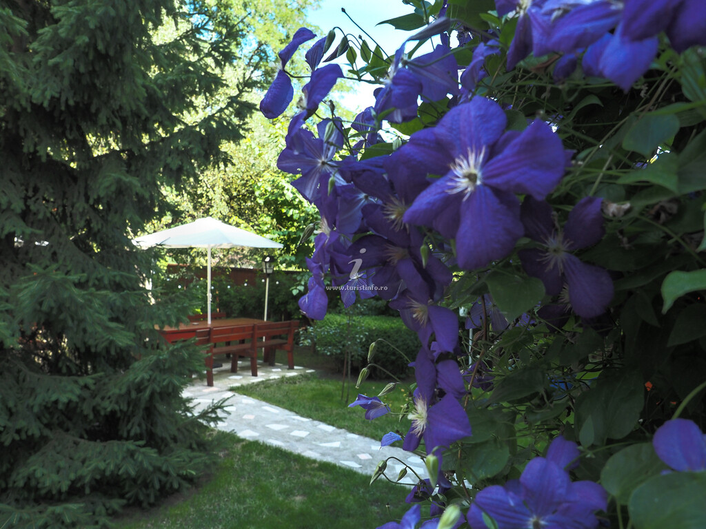 Casa Camelia