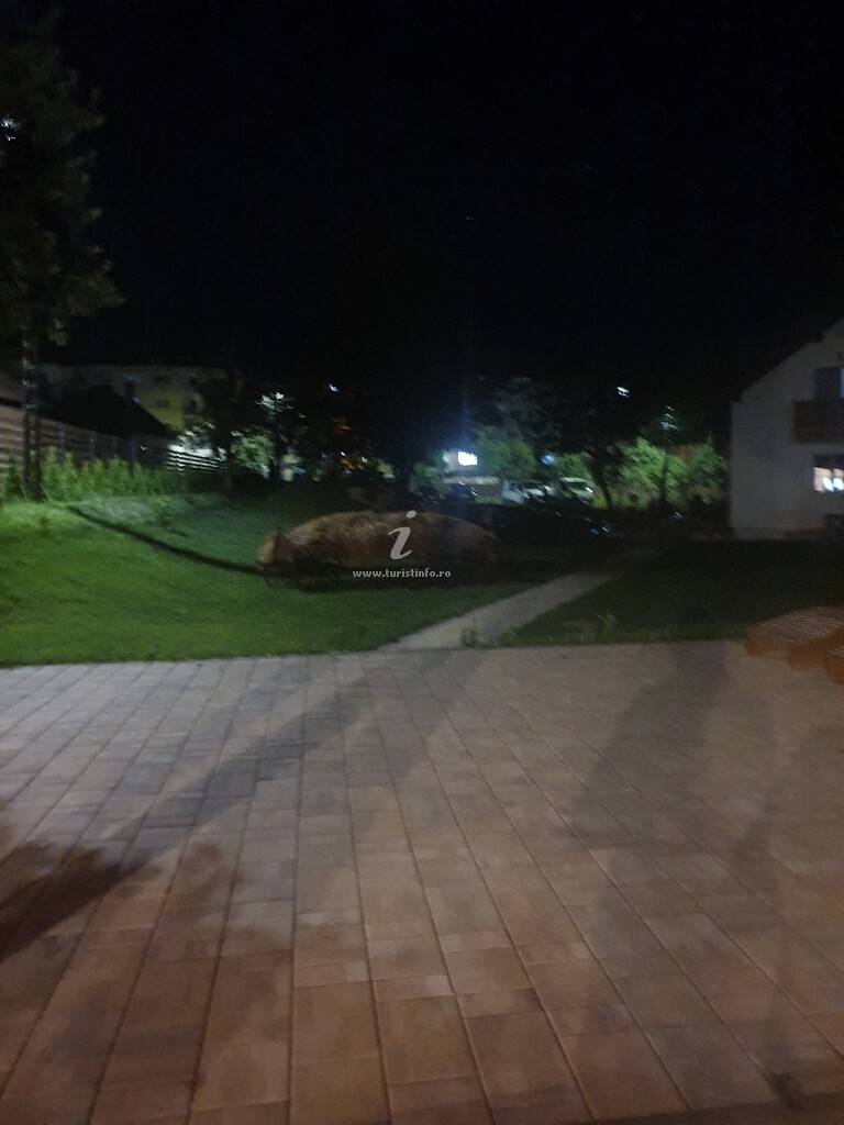 Camere de închiriat Transilvania