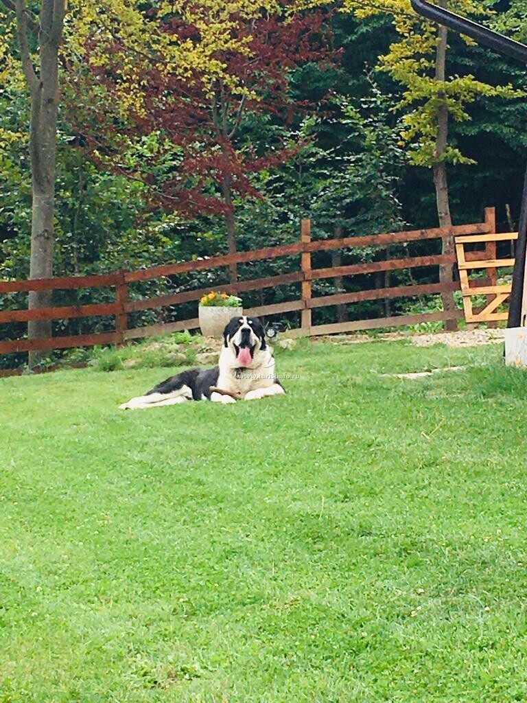 Cabana Căsuța Din Pădure