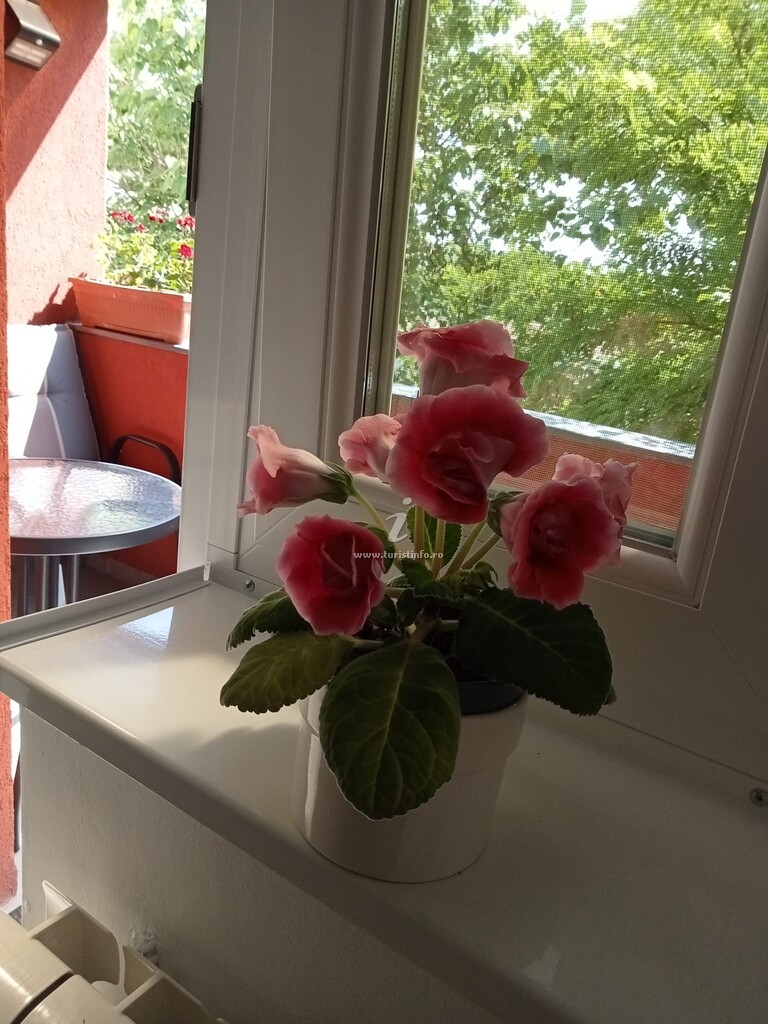 Apartament Miloia