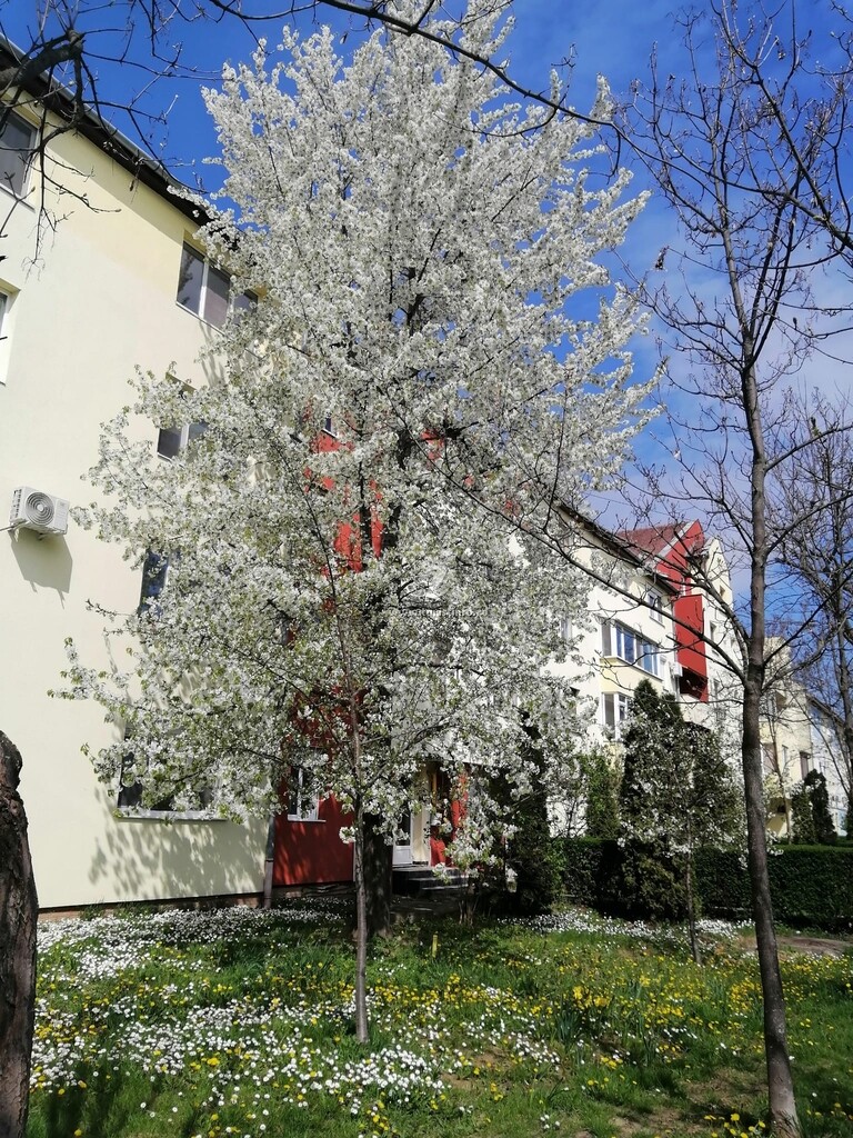 Apartament Miloia