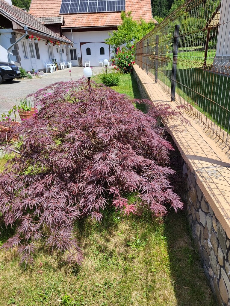 Camere de închiriat Casa Enea