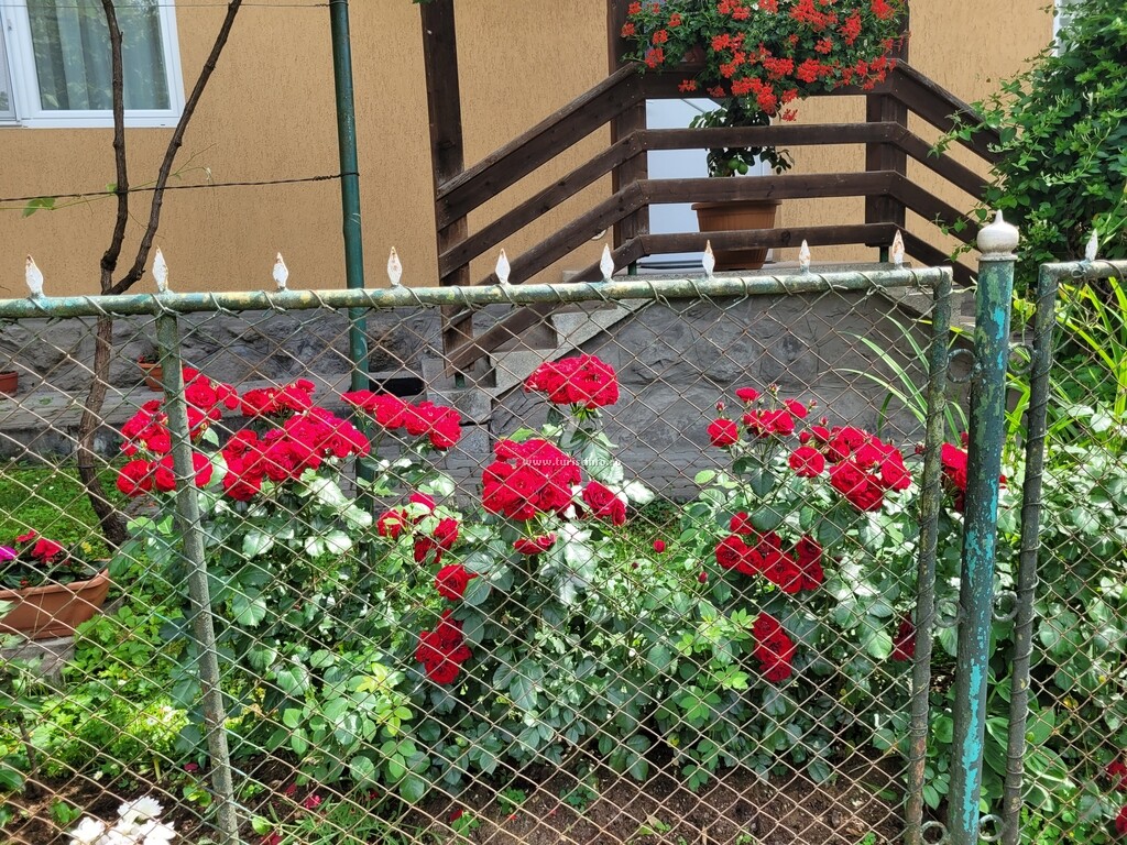 Casa Kiss