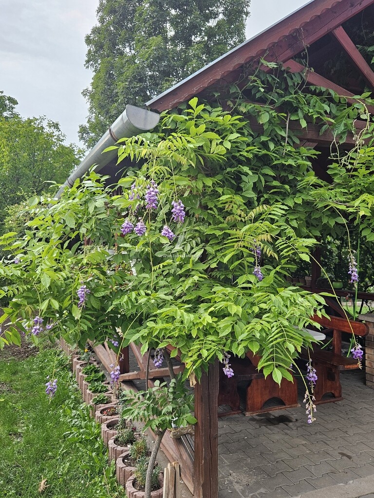Casa 1 Mai
