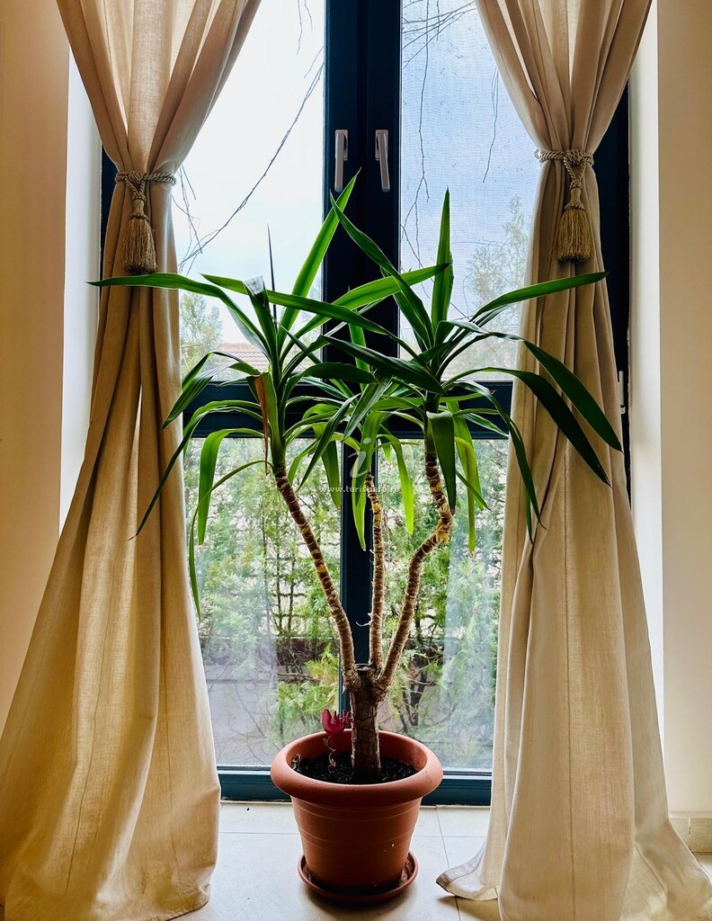 Pensiunea May Residence