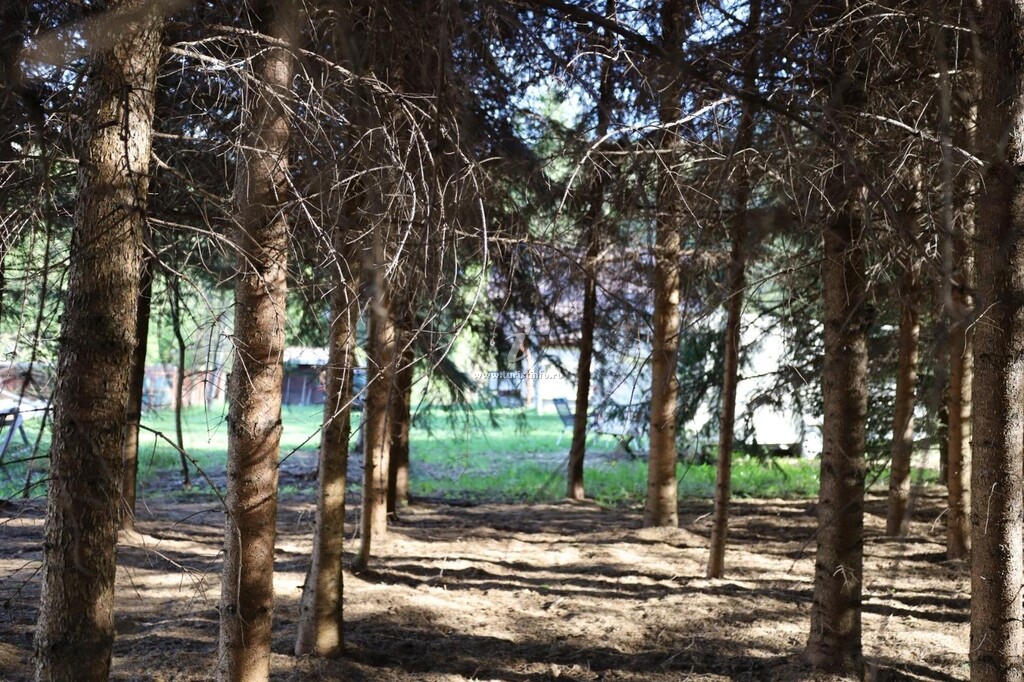 Cabana Mestecăniș