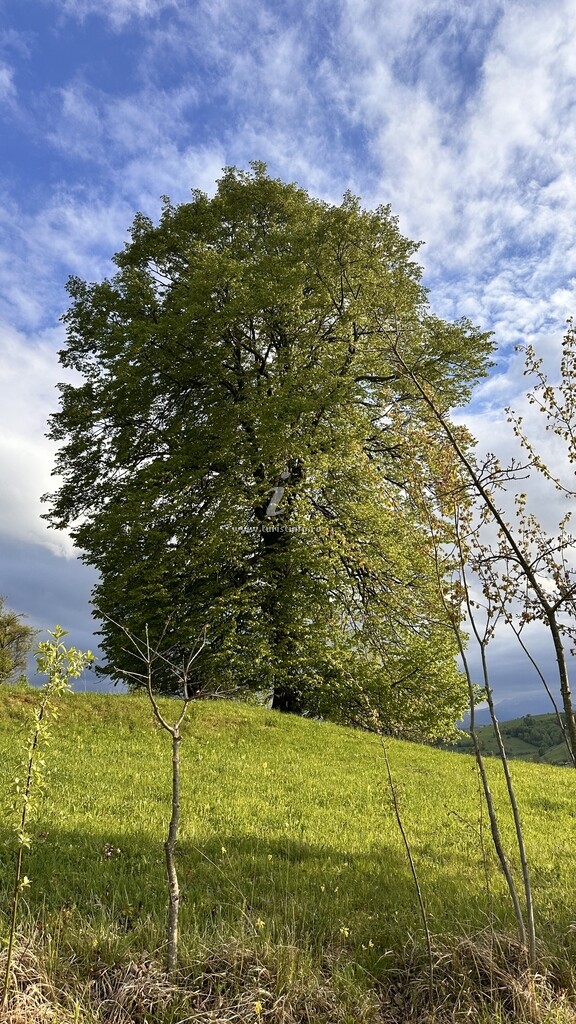 Pensiunea Agroturistică Suciu