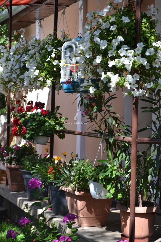 Casa Camelia