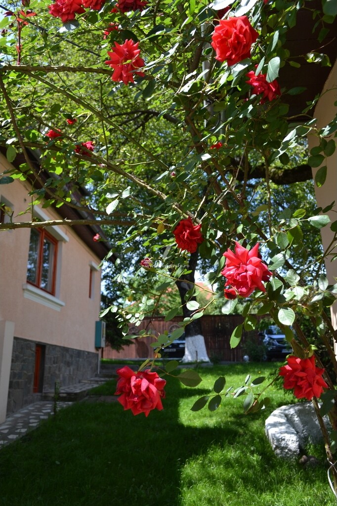 Casa Camelia