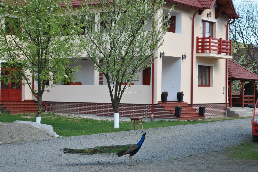 Casa Moldovan