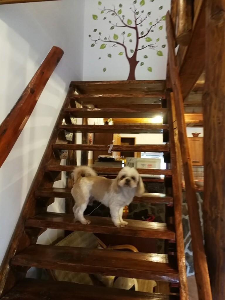 Casa de vacanță Timea