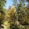 Lepșa