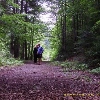 Lepșa